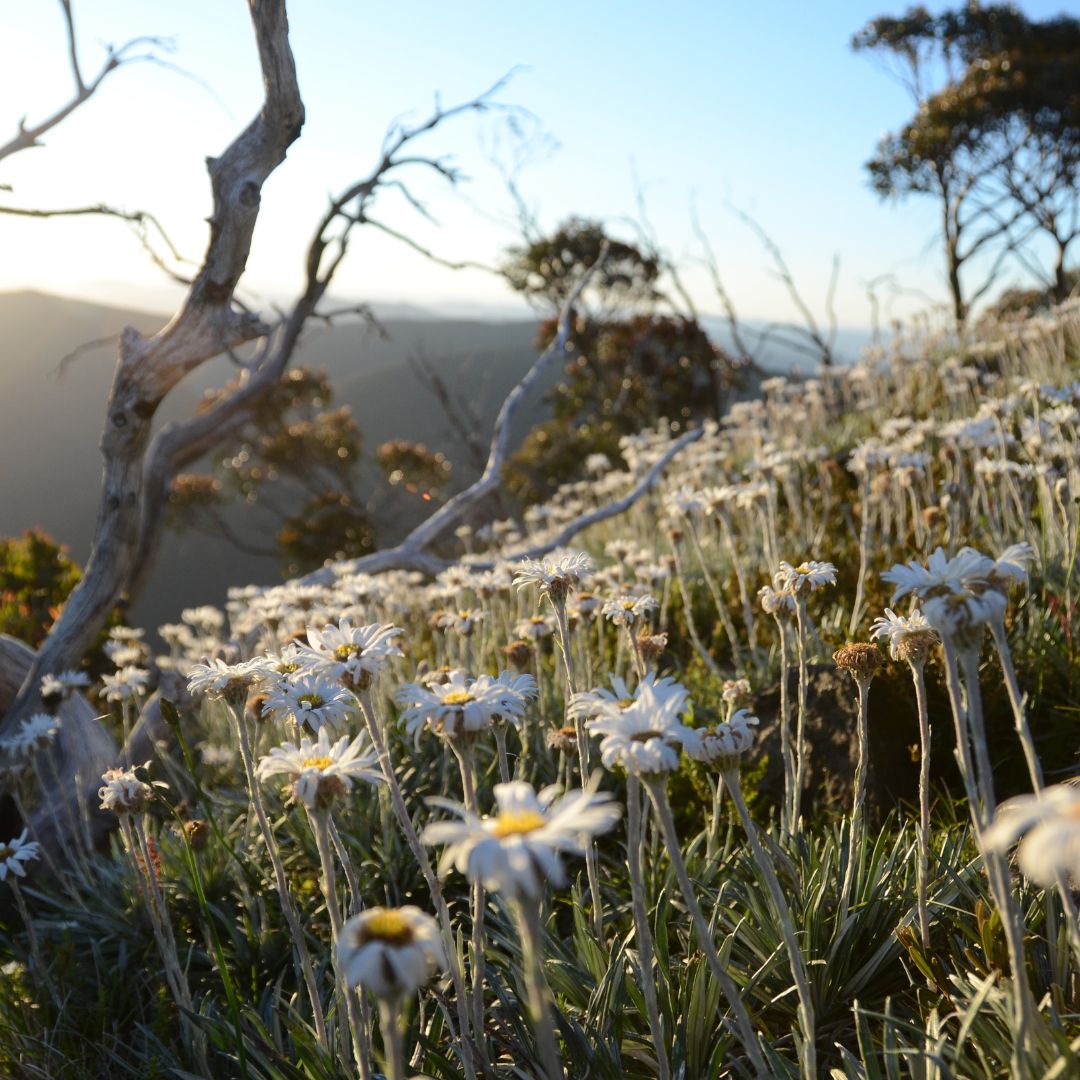 Embracing Authenticity: Accepting Everything We Feel