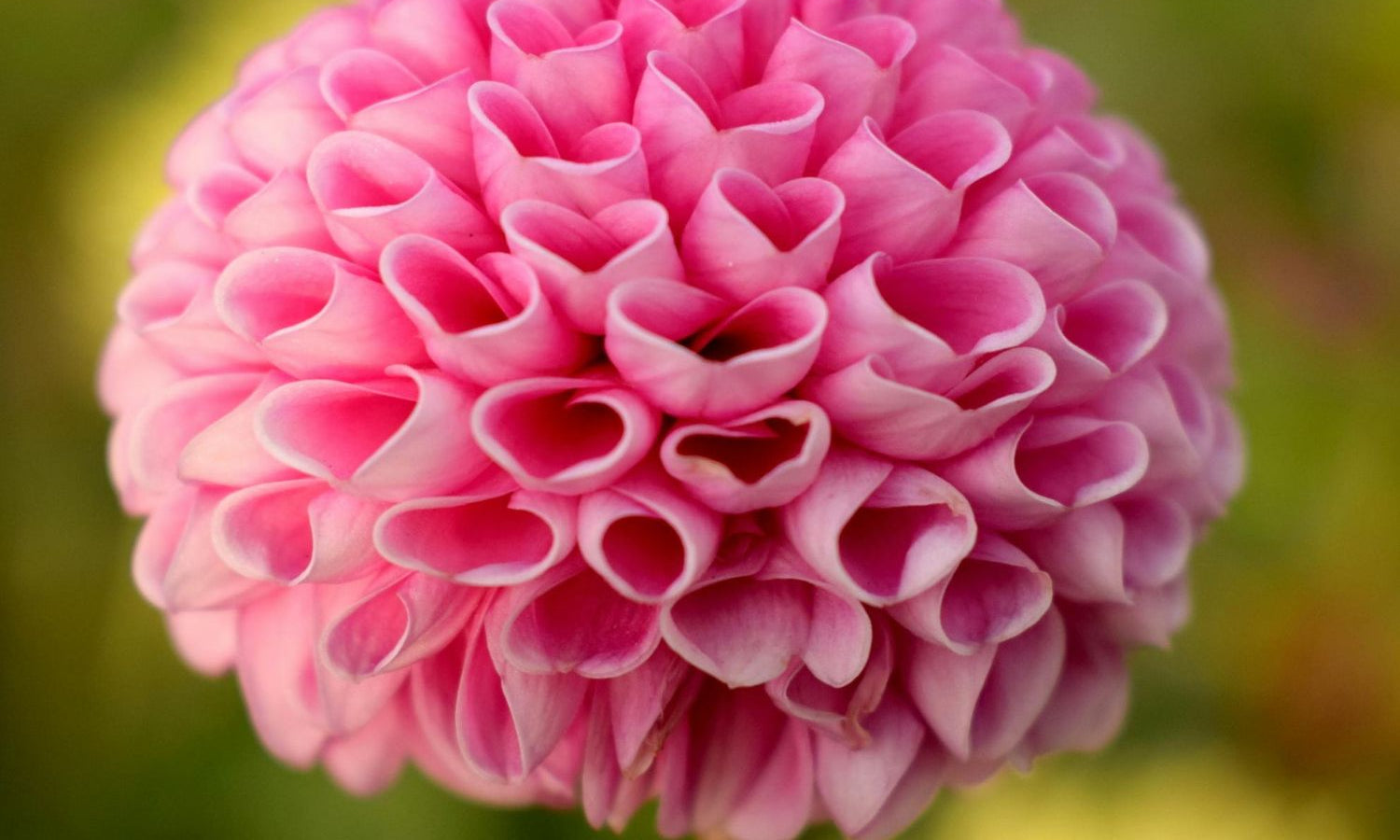 The Power of Love: Why We Should Make It Our Intentional Focus